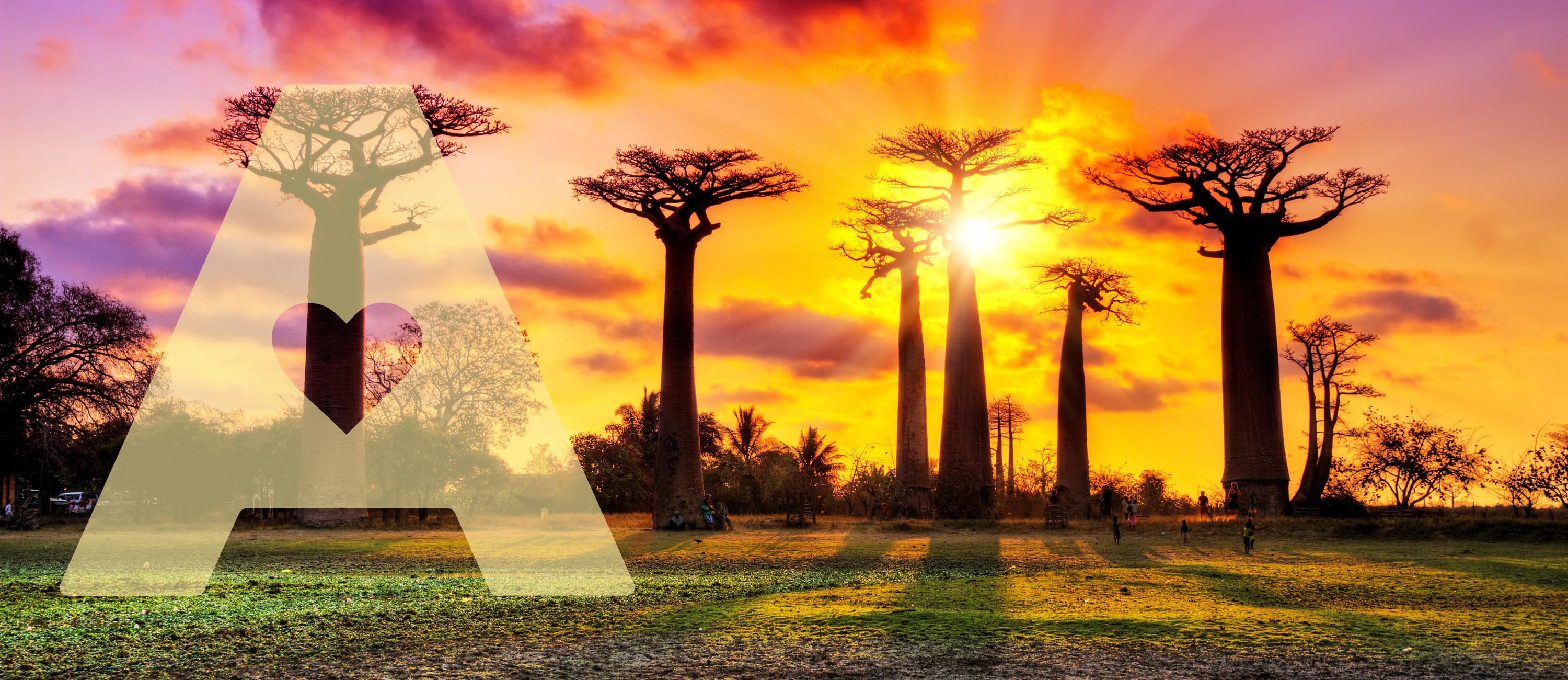 The Health Benefits of Baobab
