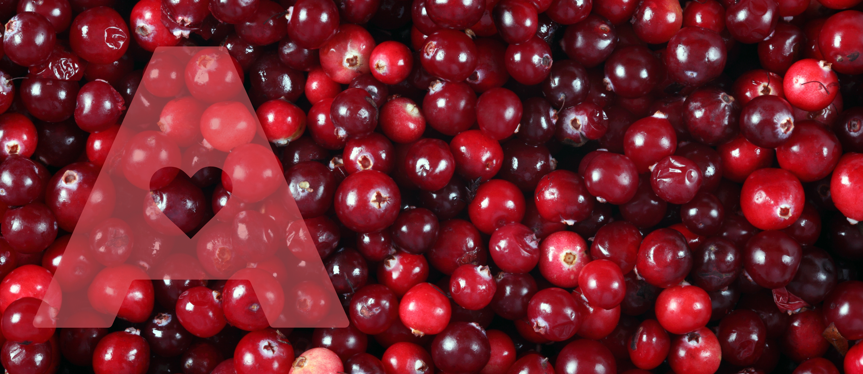 Everything You Need To Know About Cranberries
