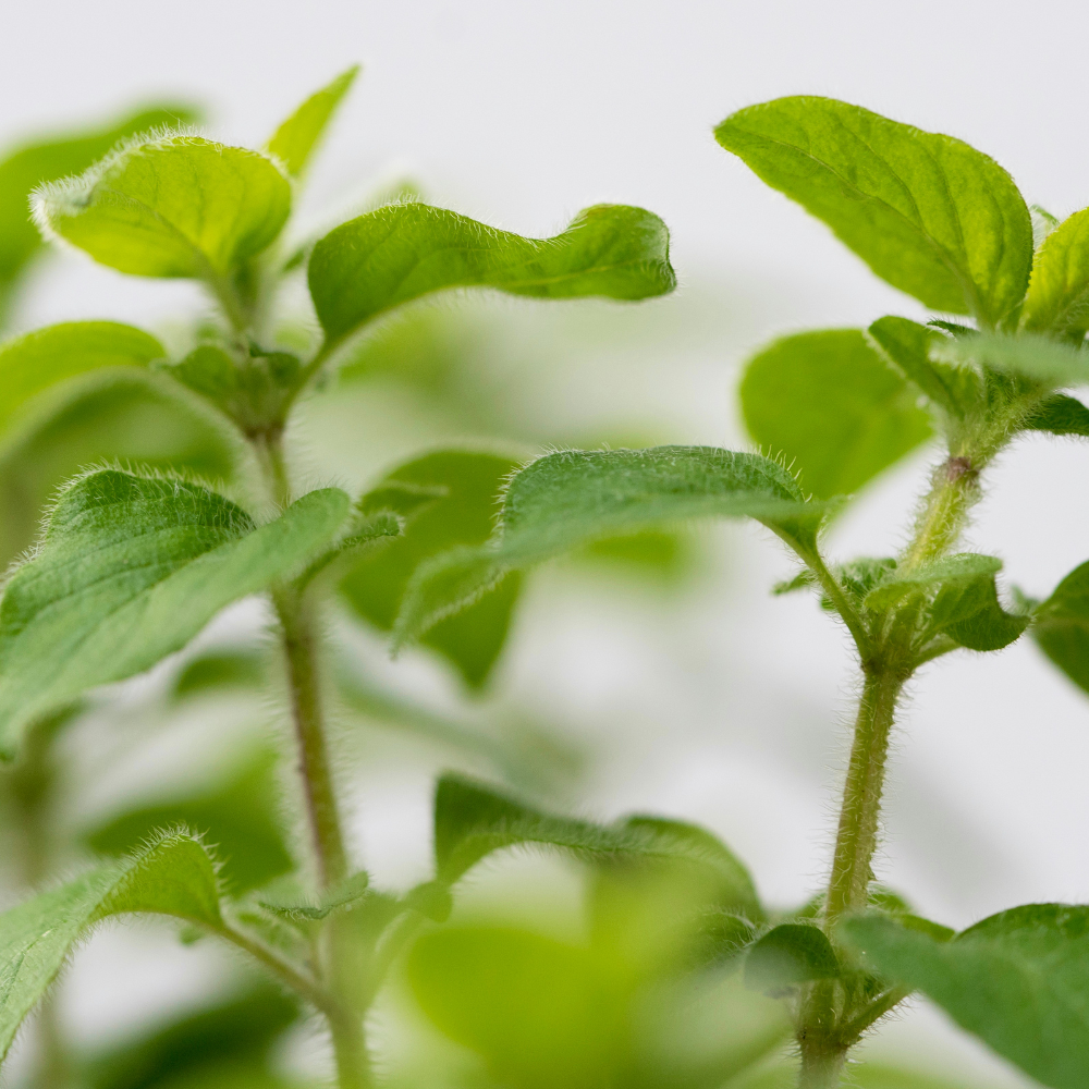 Agility Health Solutions